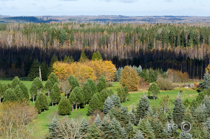 Rudenīga noskaņa par 1eiro Kalsnavas arborētumā