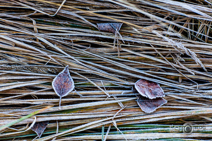 Rudens līnijas