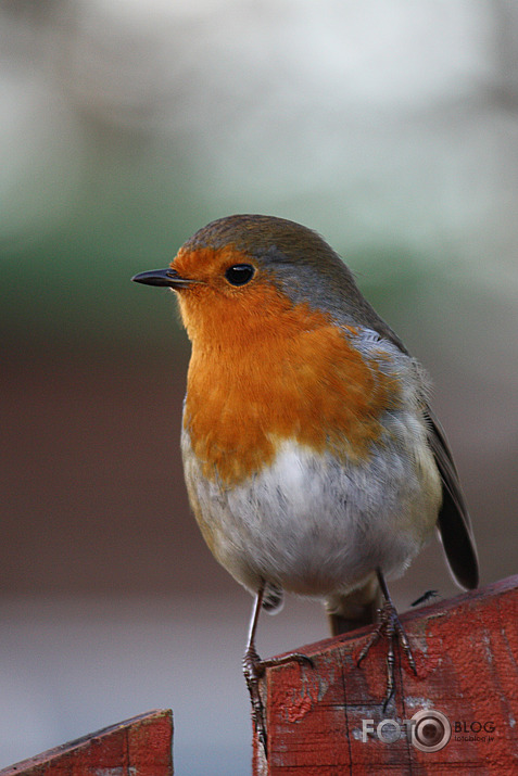 Mister Robin