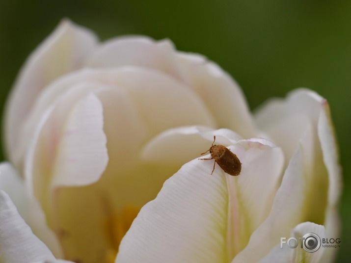 Kā tev klājas, Fotoblog?