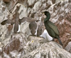 Phalacrocorax aristotelis