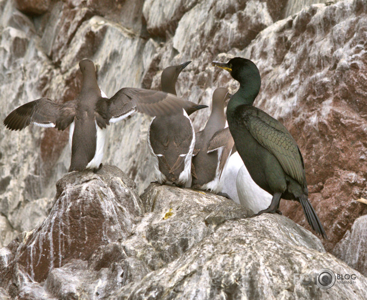 Phalacrocorax aristotelis