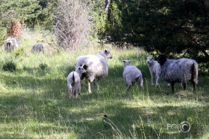 sagribējās Gotlandi...