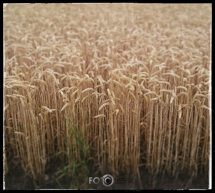 Labibas lauks.