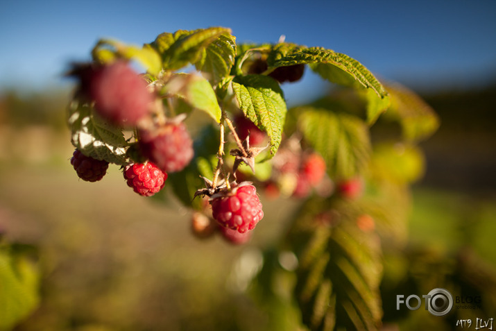 Nāk rudens apgleznot Latviju... (F1.4)