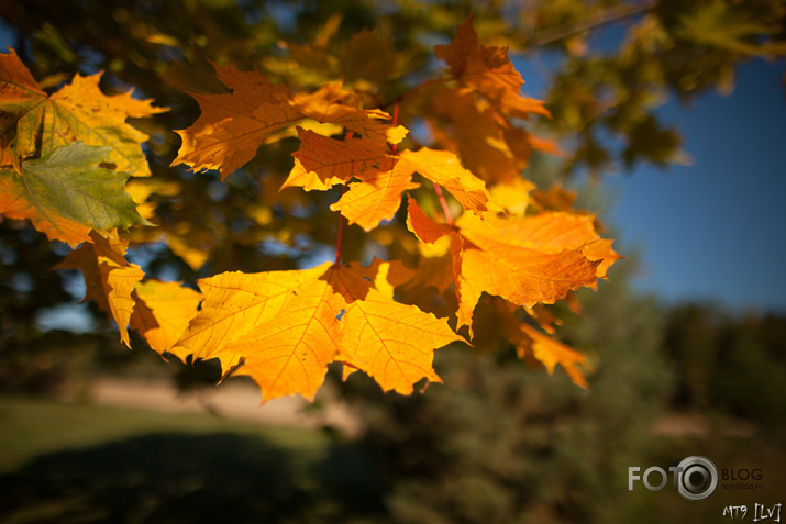 Nāk rudens apgleznot Latviju... (F1.4)