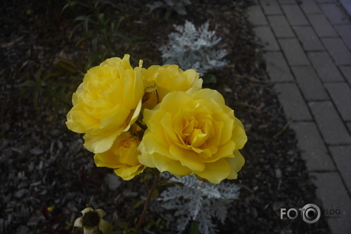 Lumix CM1 tests