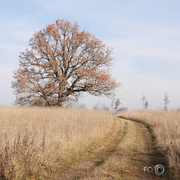 rudens