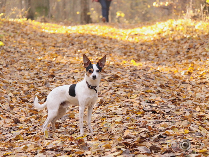 rudens