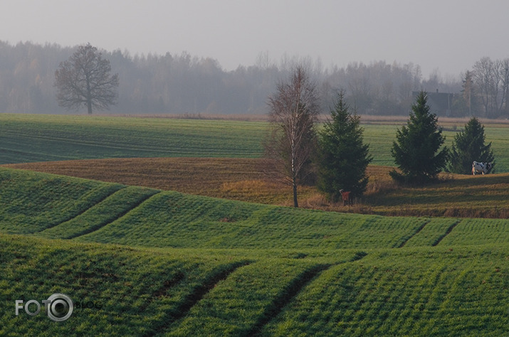 Zaļais novembris