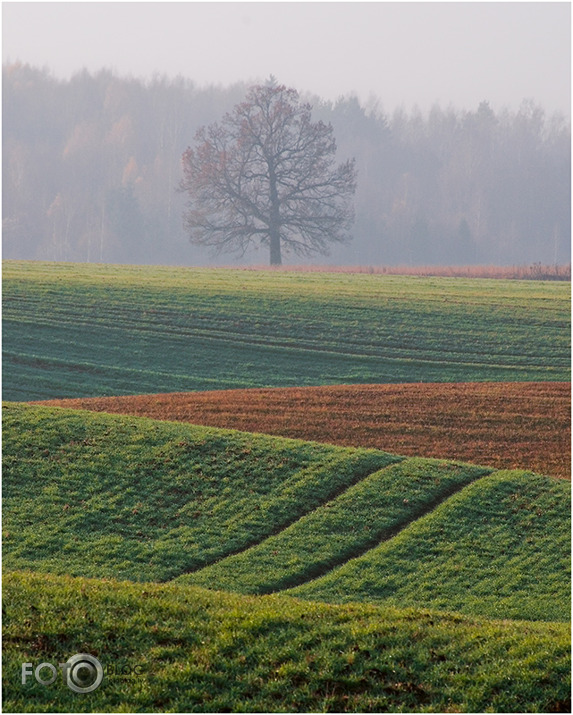 Zaļais novembris