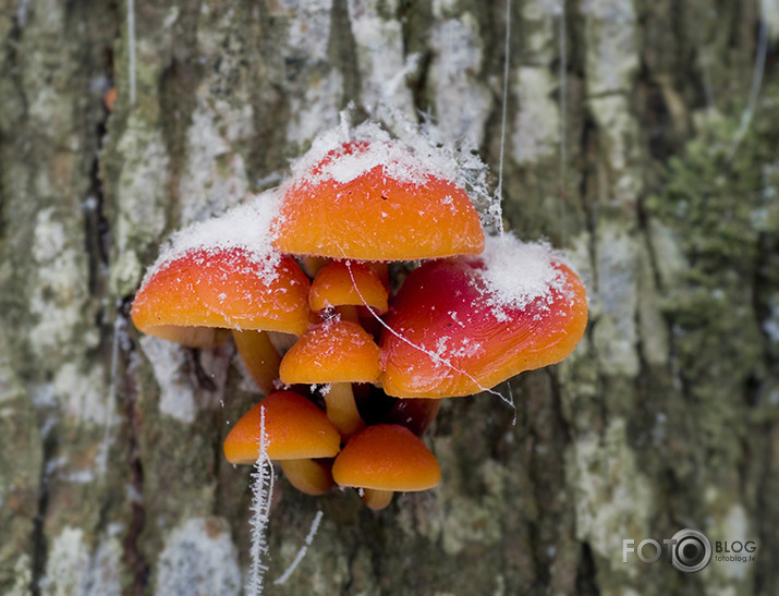 Kuehneromyces mutabilis pūdercukurā