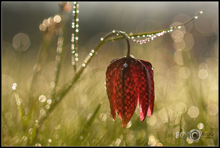 Fritilārija rasā