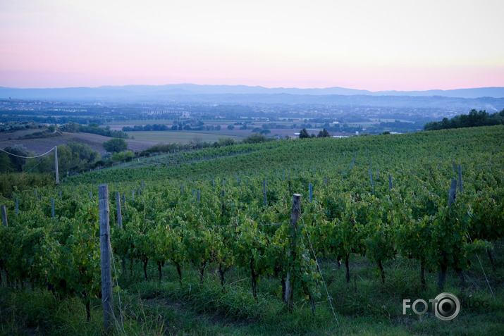 Toskānas vīnogulāji