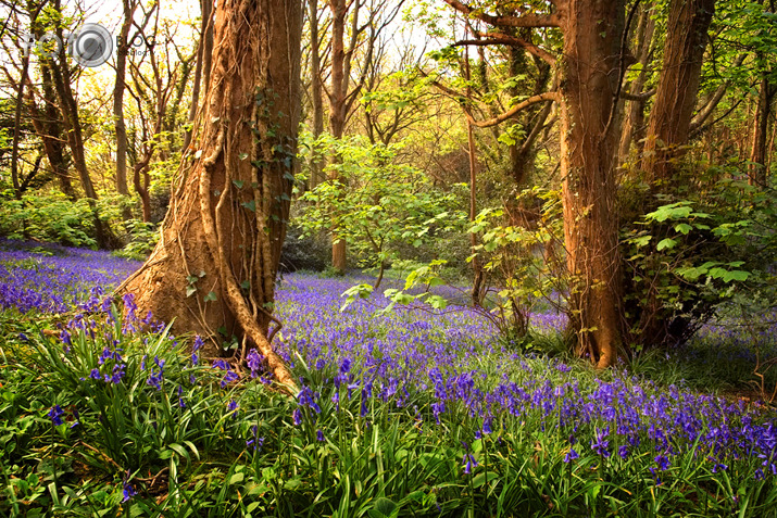 Bluebell Wood