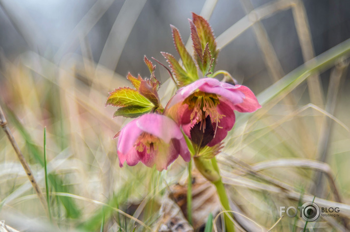 Sniega roze