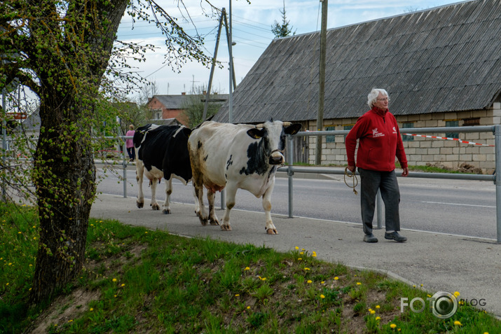 Gar leišmali 