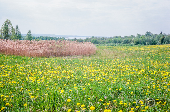 Pieneņu lauks Sēlijā