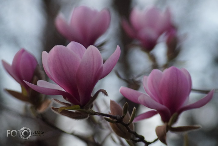 Magnolijas