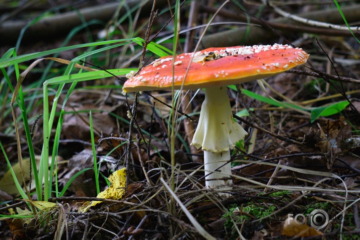 Labu apetīti , kungi un dāmas