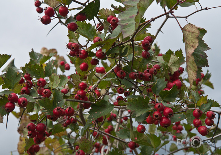 Rudens mozaīka