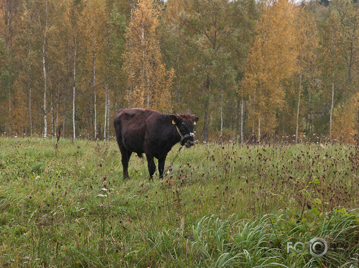 Rudens mozaīka