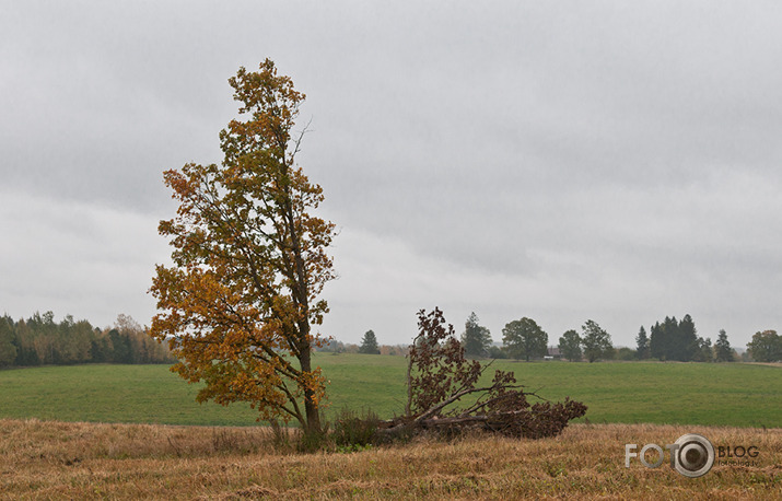 Rudens mozaīka