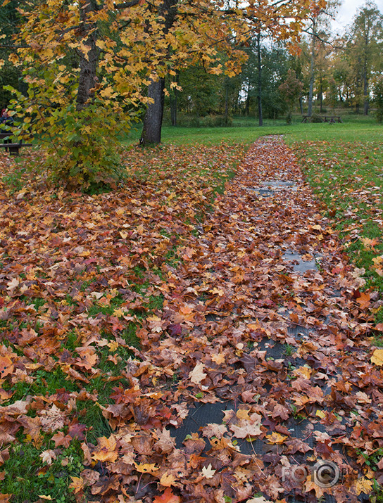 Rudens mozaīka