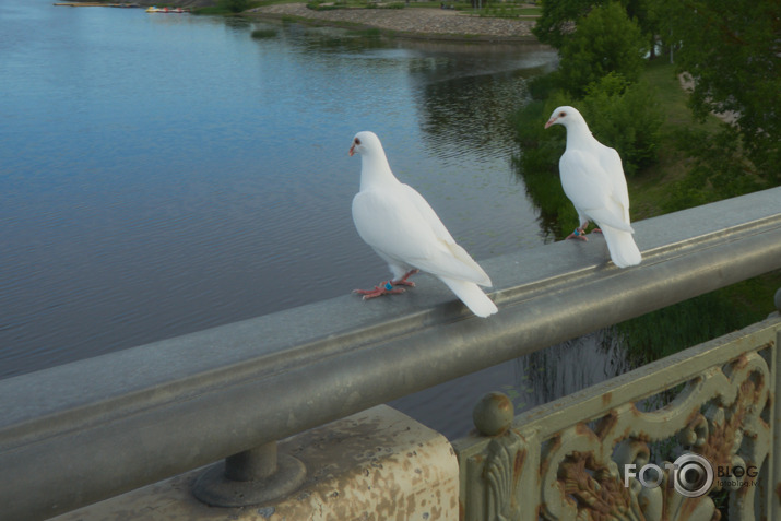 Leks,  lidos vai kā>>>