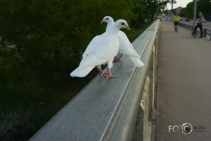Leks,  lidos vai kā>>>