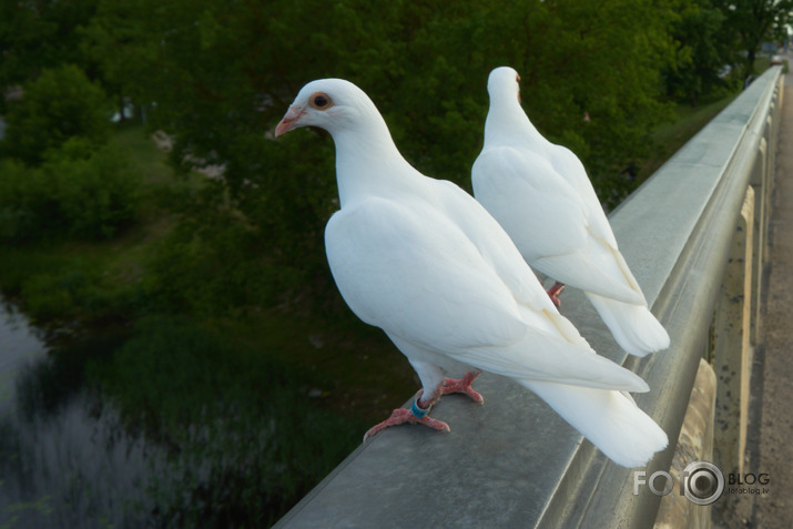 Leks,  lidos vai kā>>>