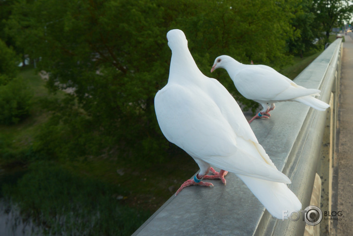 Leks,  lidos vai kā>>>