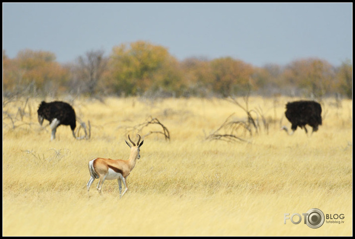 Savannas iemītnieki