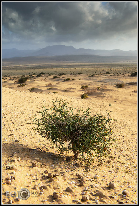 Morro Jable bonsai