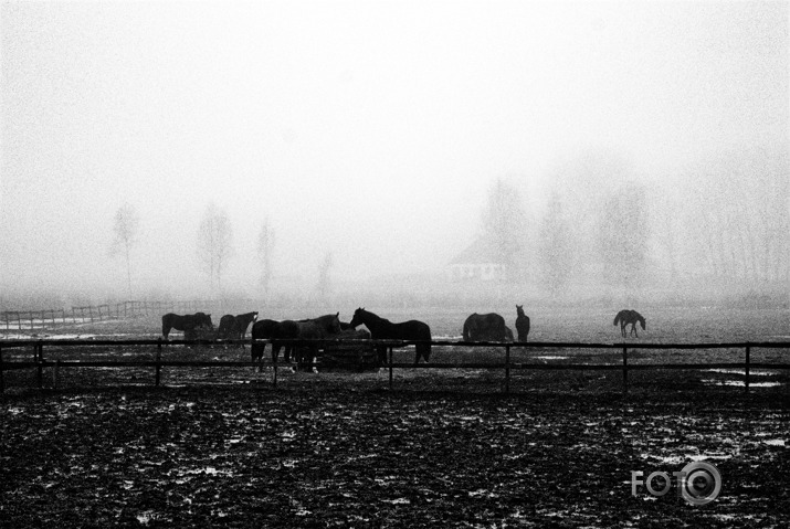 Melnbaltais foto...