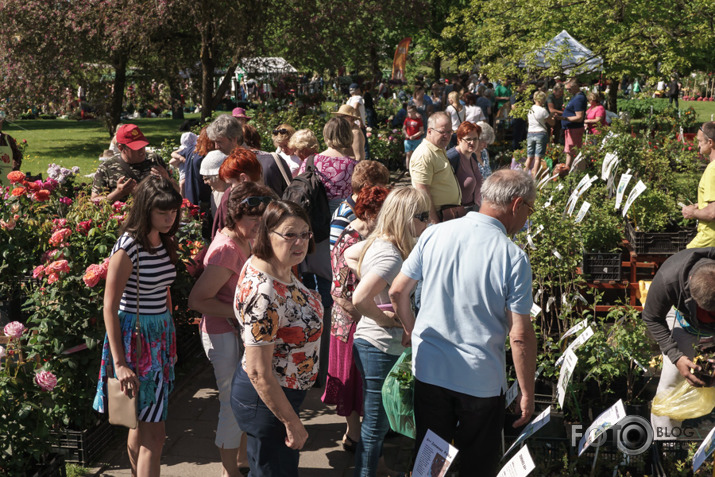 stādu dienas Jelgavā 201s