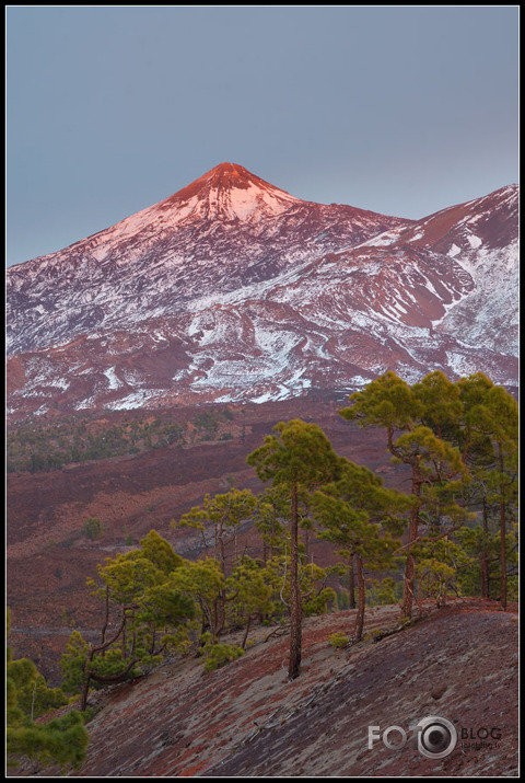 Teide nosarcis