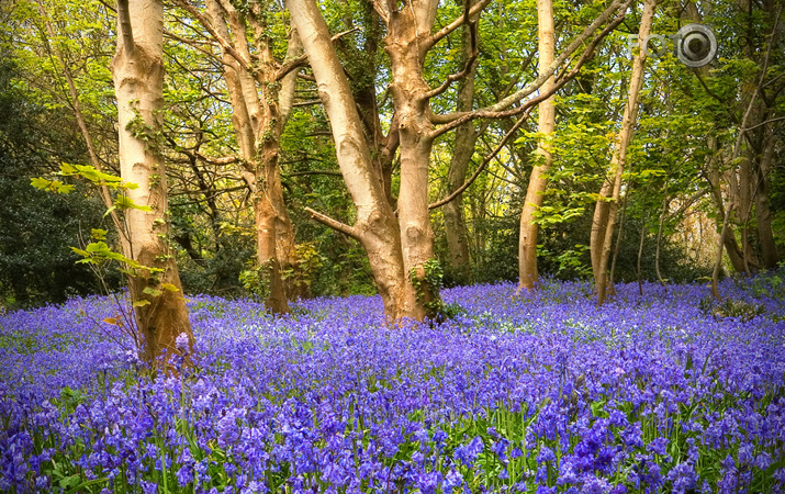 Bluebell Wood #2