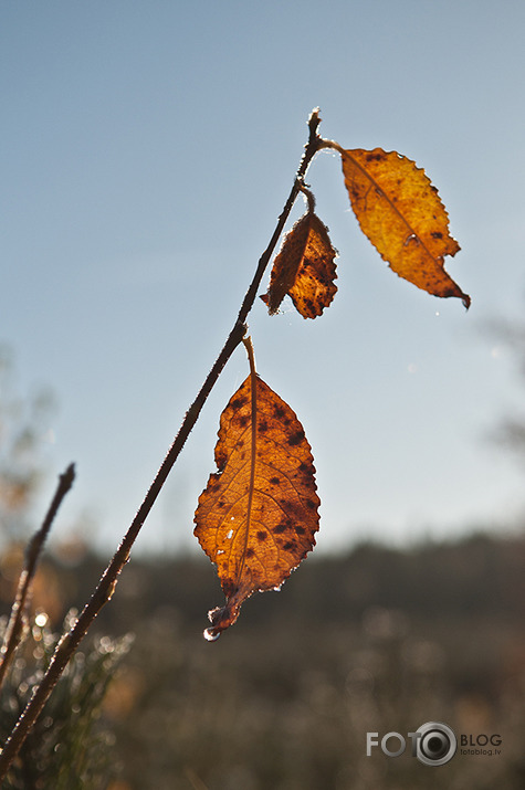 Joprojām rudens