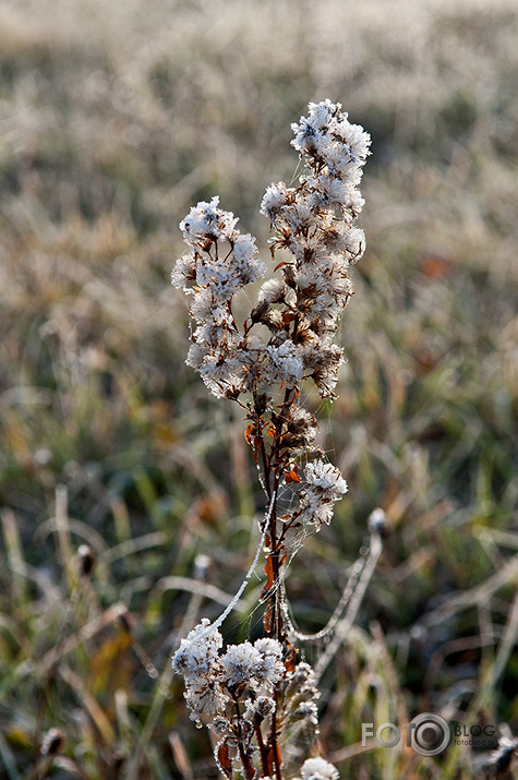 Joprojām rudens