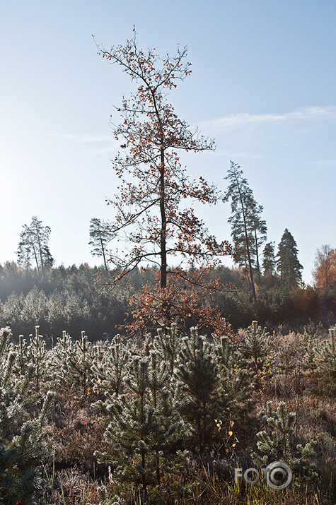 Joprojām rudens