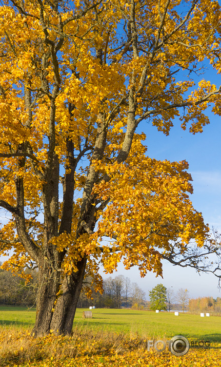 Kļavas rudens