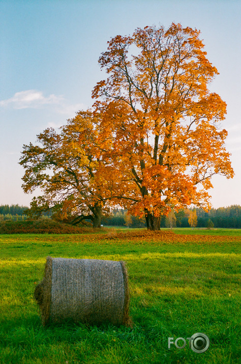 Rudens pievakare (analogs)