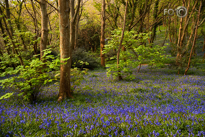 Bluebell Wood #3