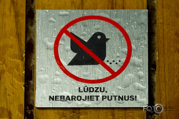 Rasas Šulcas dvīņu paradokss