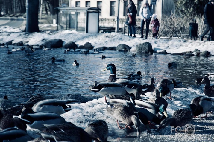 Torņakalns