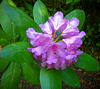 Rododendrs