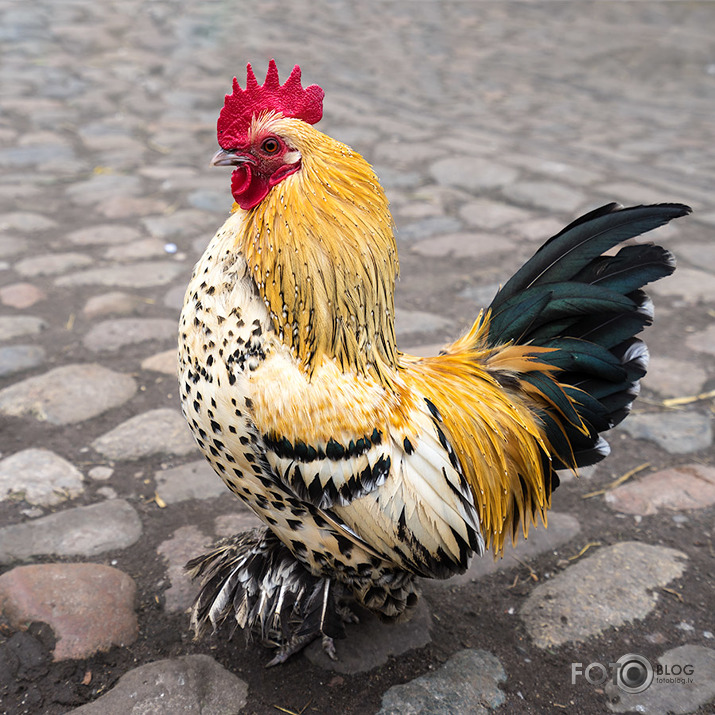 Booted Bantam