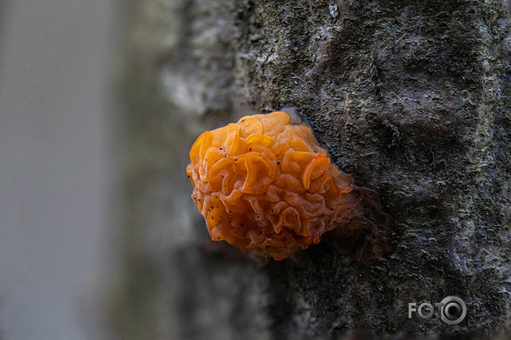 Orange jelly fungus