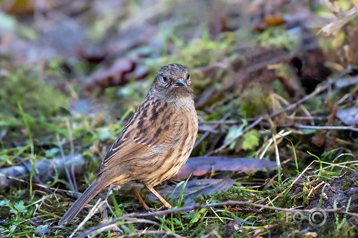 Peļkājīte